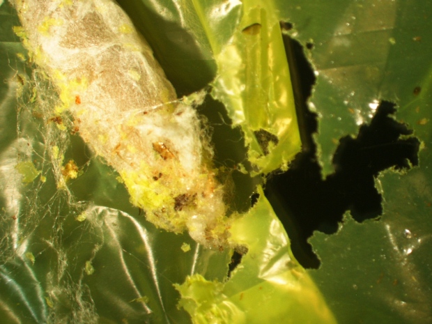 Caterpillar eats plastic wax worm