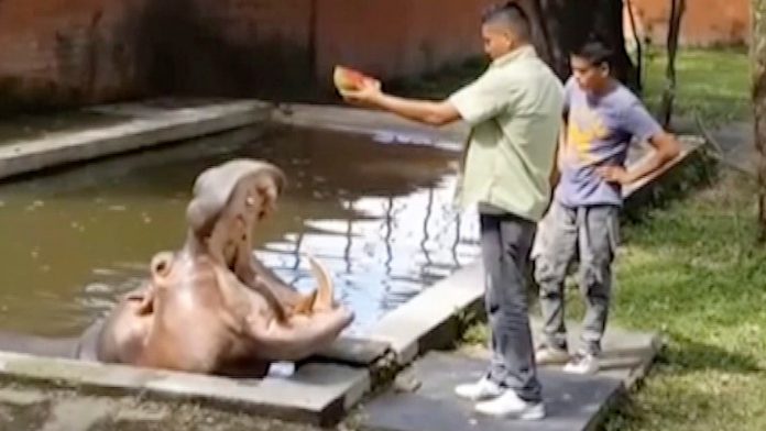 el-salvador-hippo-slain.jpg