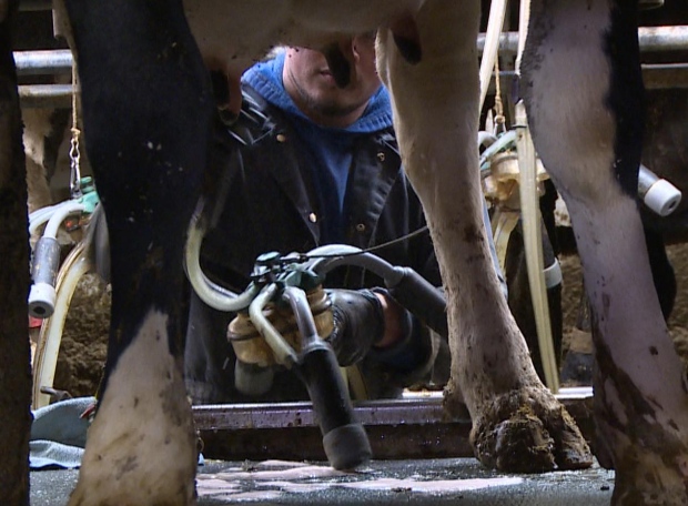 Vermont dairy farm worker