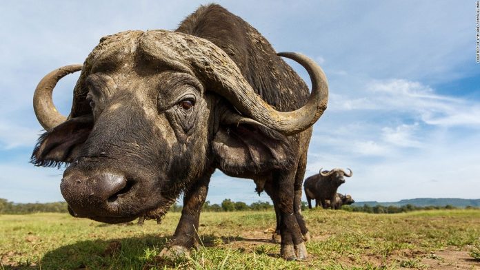 151019120116-africa-on-safari-m3k10394-super-tease.jpg