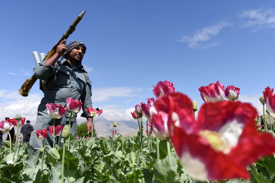 AFGHANISTAN POPPY