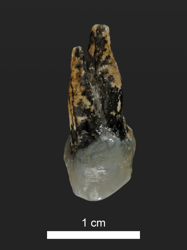 el graeco pre-human tooth
