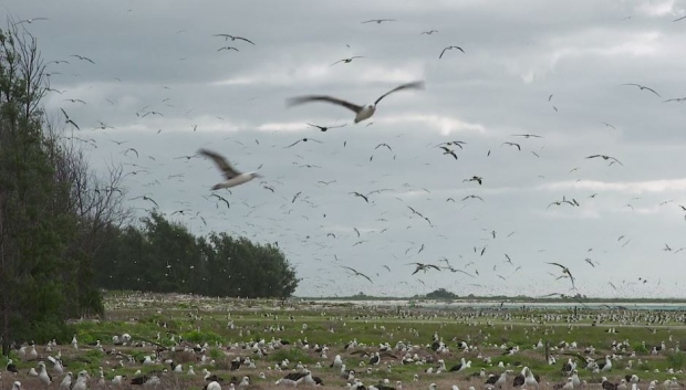 Midway birds
