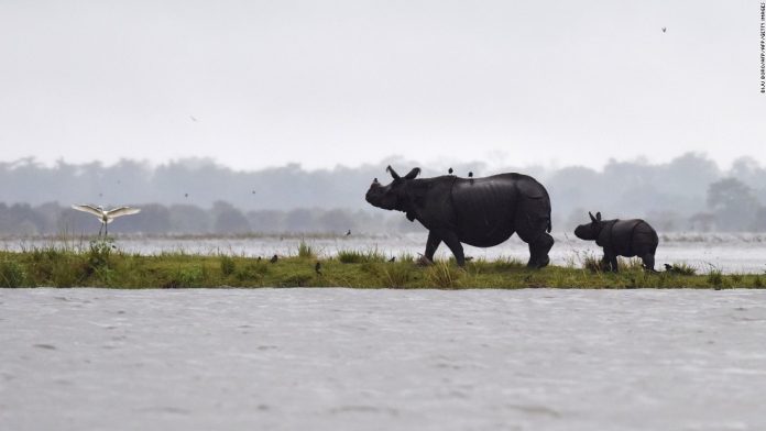 170712175603-rhino-kaziranga-national-park-super-tease.jpg