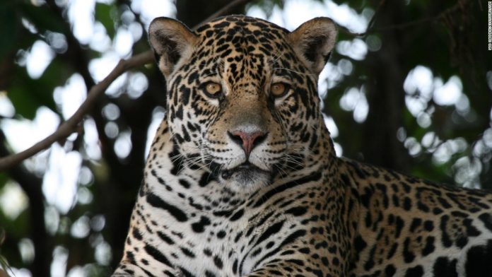 170720150445-01-pantanal-jaguar-super-tease.jpg