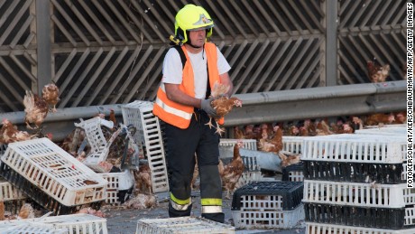 170704115711-02-poultry-truck-austria-0704-large-169.jpg