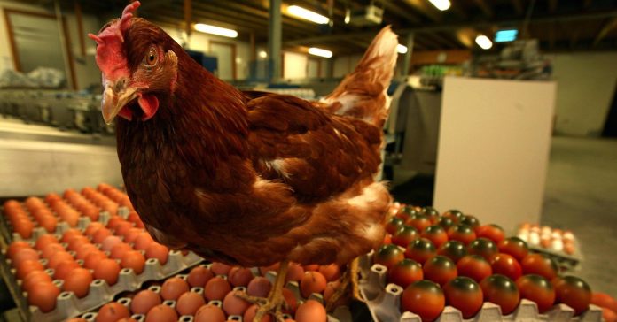 104647696-Egg_scandal_2.1910x1000.jpg
