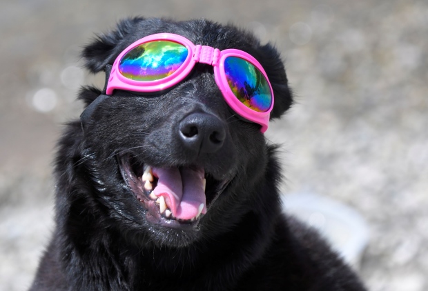 eclipse dog
