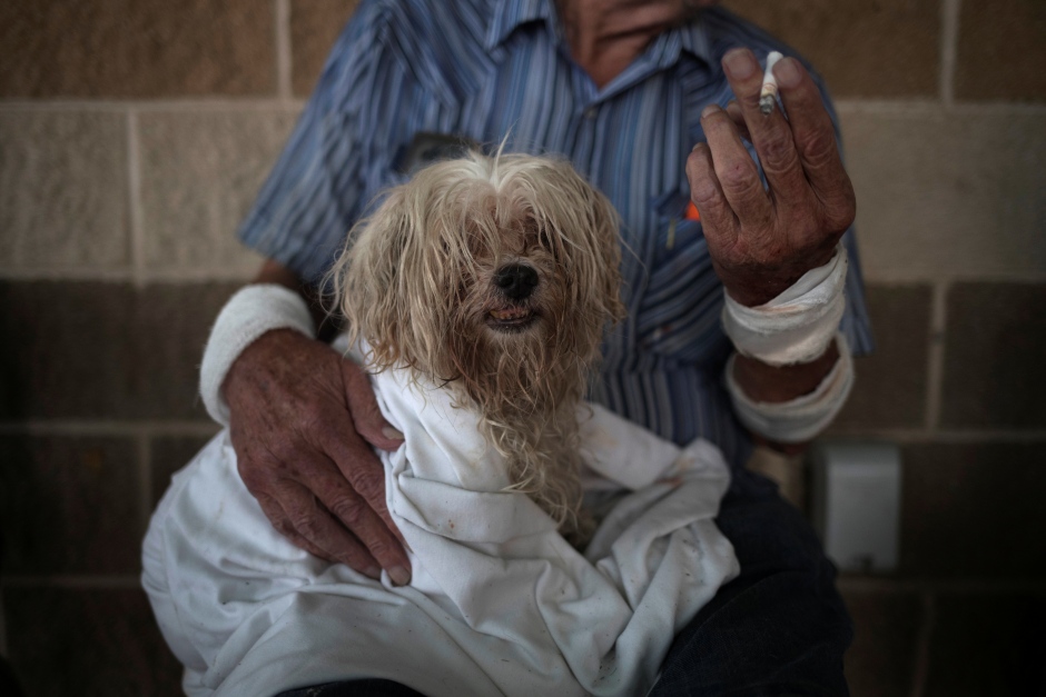 STORM HARVEY maltese takes refuge with his owner