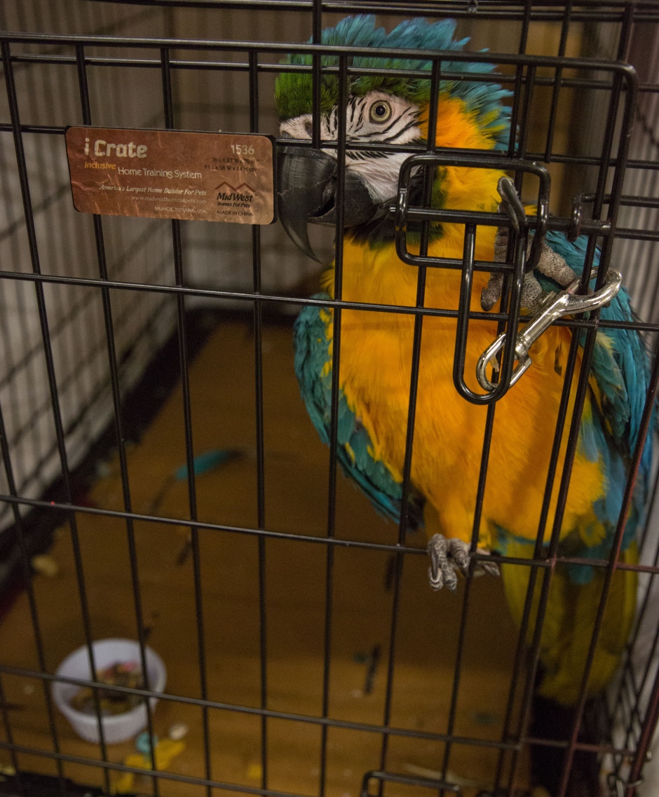 Harvey pet bird sits in a crate