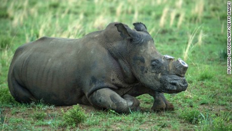 170823130635-03-john-hume-rhino-farm-large-169.jpg
