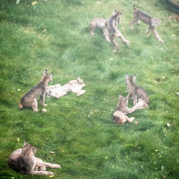 lynx kitten alaska photographer