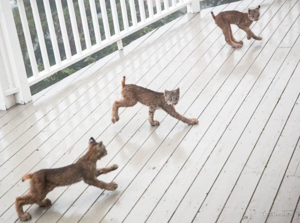 lynx kittens alaska photographer