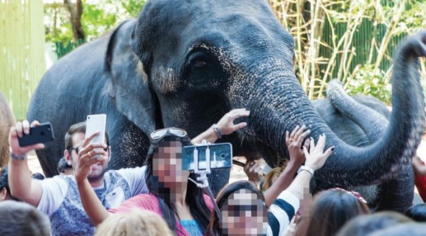 elephant selfie
