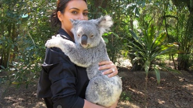 KK koala