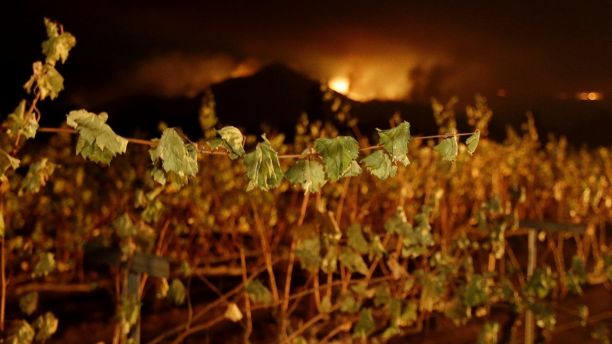 A wildfire from a distant mountain burns over a vineyard in Kenwood, Calif., Tuesday, Oct. 10, 2017. Some of the largest blazes in Northern California were in Napa and Sonoma counties, home to dozens of wineries that attract tourists from around the world. (AP Photo/Jeff Chiu)