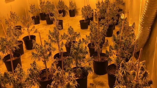 georgia drug bust