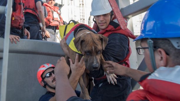 171025-N-UX013-233
PACIFIC OCEAN (Oct. 25, 2017) Sailors help Zeus, one of two dogs who were accompanying two mariners who were aided by the amphibious dock landing ship USS Ashland (LSD 48). Ashland, operating in the Indo-Asia-Pacific region on a routine deployment, rescued two American mariners who had been in distress for several months after their sailboat had a motor failure and had strayed well off its original course while traversing the Pacific Ocean. (U.S. Navy photo by Mass Communication Specialist 3rd Class Jonathan Clay/Released)