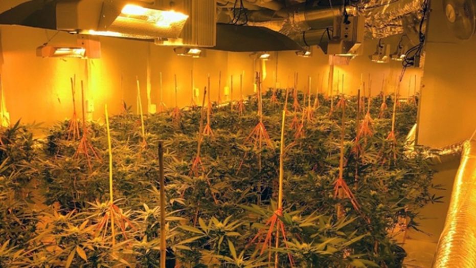 The basements in six Georgia homes were converted into indoor greenhouses for marijuana production, cops say.