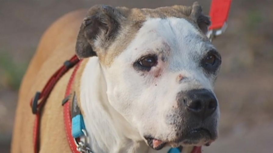 Canine discovered 1,700 miles from home identified with microchip.