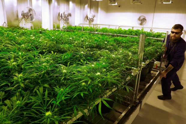 Marijuana Warning Labels