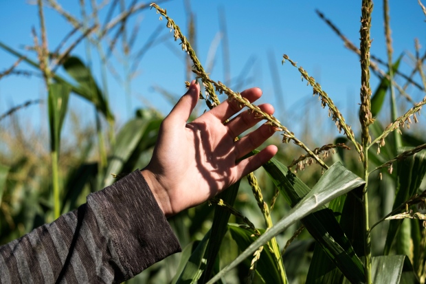 GRAINS-SUPPLY/