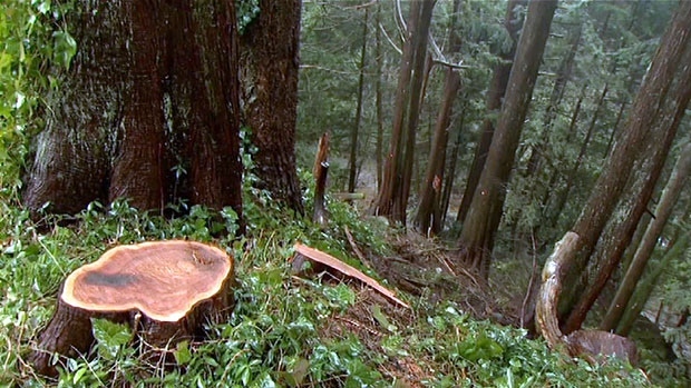 Deforestation