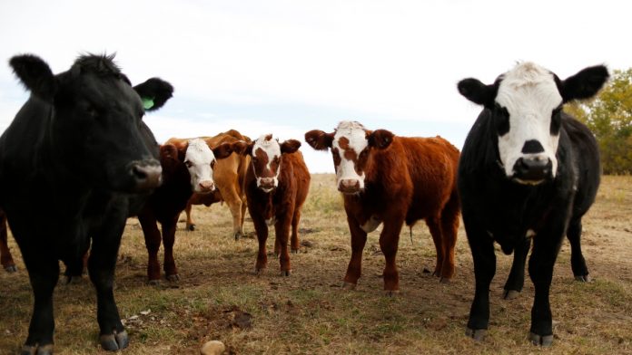 canada-beef-ecoli.jpg
