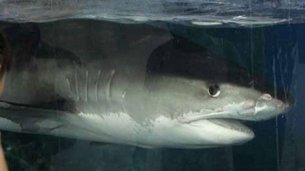 tiger shark 123a