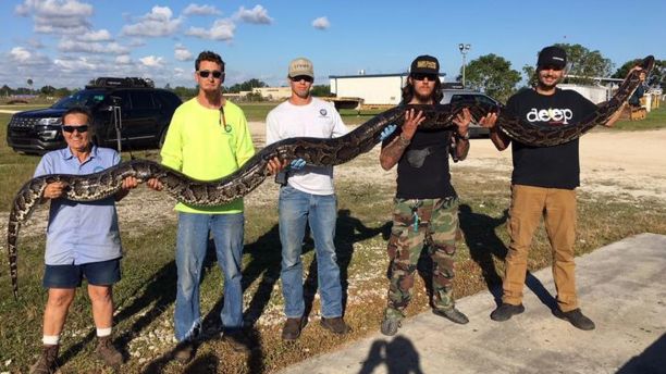 Florida Python 1