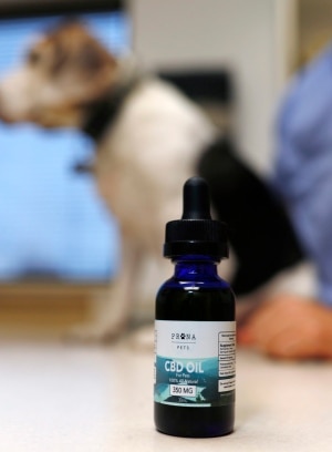 Marijuana Pet Medicine