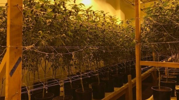 In this Wednesday, Dec. 13, 2017 photo released by the San Bernardino Police Department, is a shut down marijuana operation of some 35,000 plants they believe was bringing in millions of dollars a month in San Bernardino, Calif. Police say eight people were detained Wednesday when police and federal agents raided a warehouse that was converted into a multi-level grow house. They said the once-abandoned warehouse was recently outfitted with a 12-foot fence, 