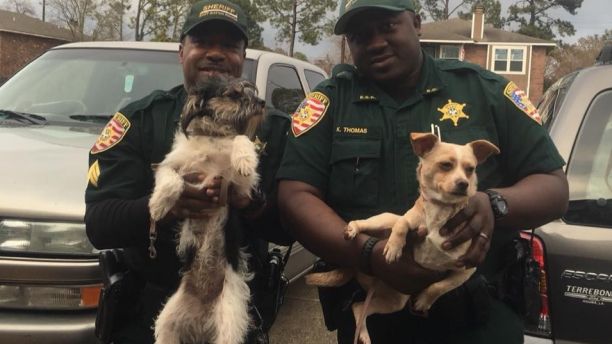 Baton Rouge Dogs 2