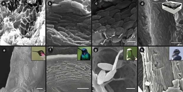 Melanosomes