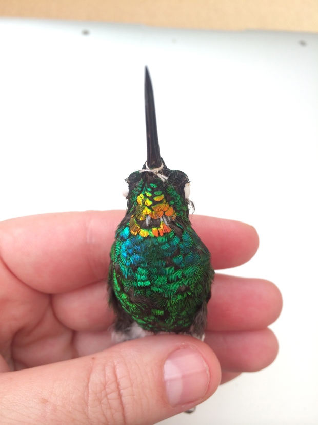 Hummingbird