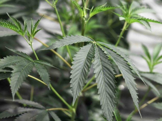 Marijuana (Robyn Beck / AFP / Getty)