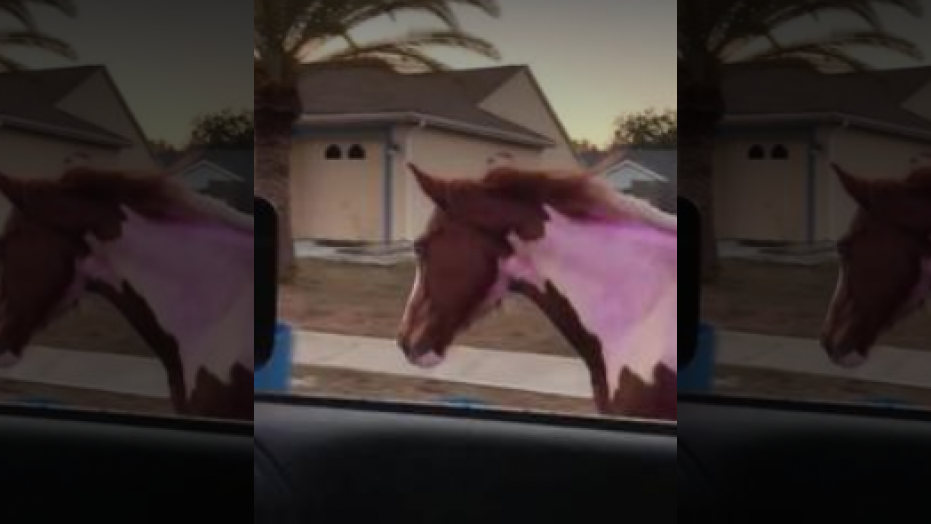 A sheriff's deputy caught a horse trotting down U.S. 19 in Florida.