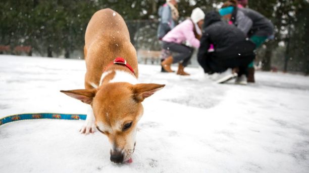 Seeing her first winter weather, 9-month-old Roxie, eats snow off the ground of the public basketball courts at Forsyth Park, Wednesday, Jan. 3, 2018, in Savannah, Ga. A brutal winter storm scattered a wintry mix of snow, sleet and freezing rain from normally balmy Florida up the Southeast seaboard Wednesday. (AP Photo/Stephen B. Morton)
