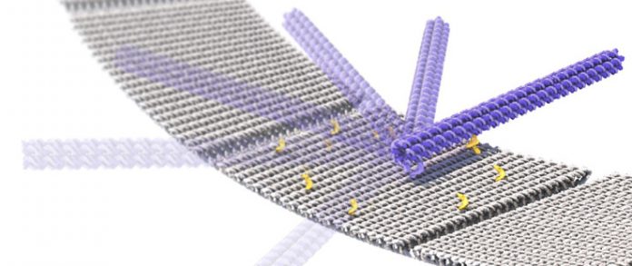 robo-nano.jpgw738
