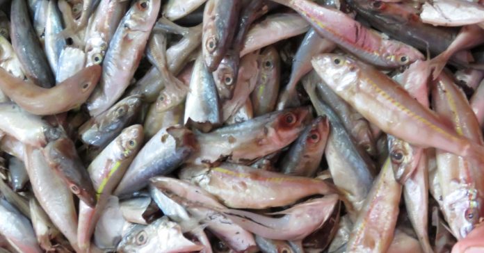 105006893-mackeral.1910x1000.JPG