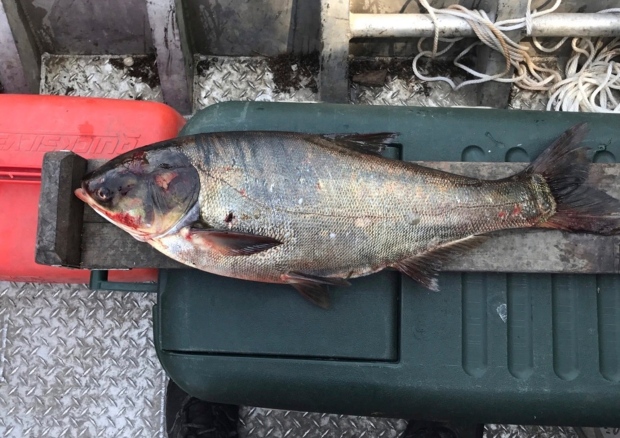 Great Lakes Asian Carp