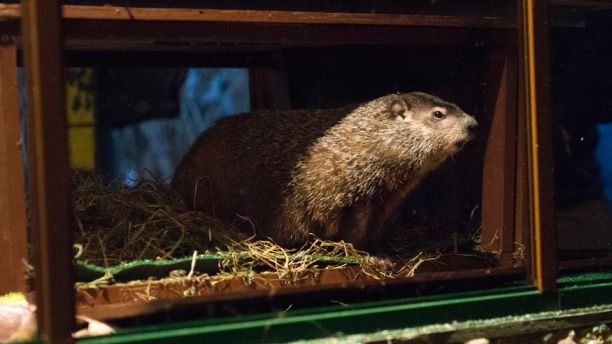 Groundhog Staten Island Chuck is seen during a 