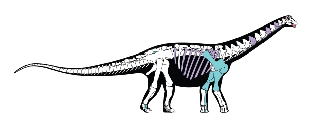 Mansosaurus reconstruction
