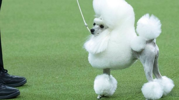 Cami, a toy poodle, competes in the Toy group during the 142nd Westminster Kennel Club Dog Show, Monday, Feb. 12, 2018, at Madison Square Garden in New York. (AP Photo/Mary Altaffer)