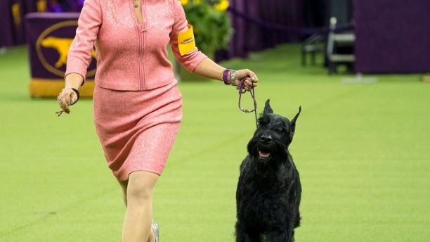 Ty, a Giant Schnauzer, runs with handler Katie Bernardin before winning the working group during the 142nd Westminster Kennel Club Dog Show, Tuesday, Feb. 13, 2018, at Madison Square Garden in New York. (AP Photo/Craig Ruttle)