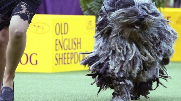 Faggia, a Bergamasco, competes in the herding group during the 142nd Westminster Kennel Club Dog Show, Monday, Feb. 12, 2018, at Madison Square Garden in New York. (AP Photo/Mary Altaffer)