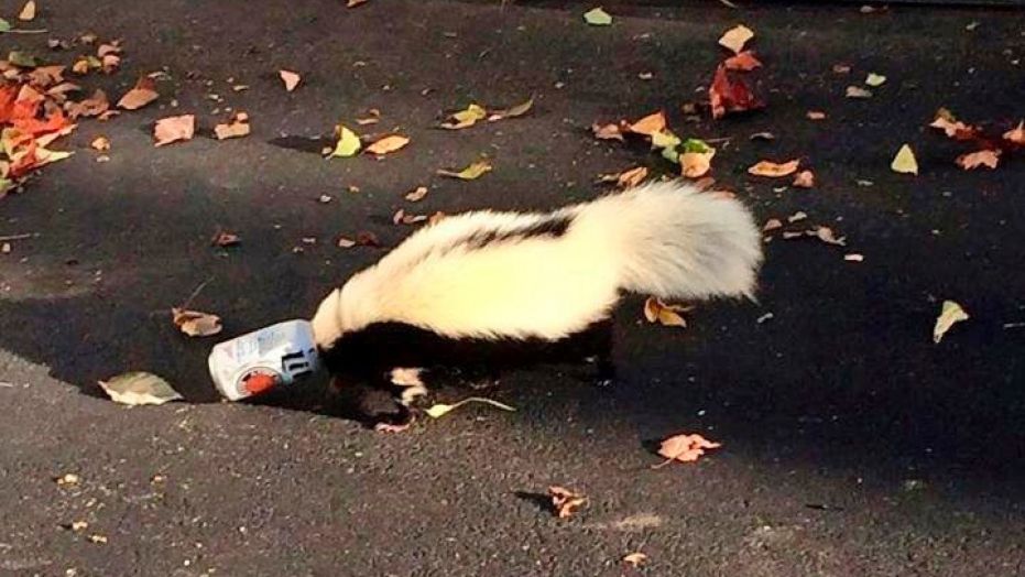 A skunk is seen with its head stuck in a beer can near a fraternity house at Miami (Ohio) University, Sept. 14, 2014.