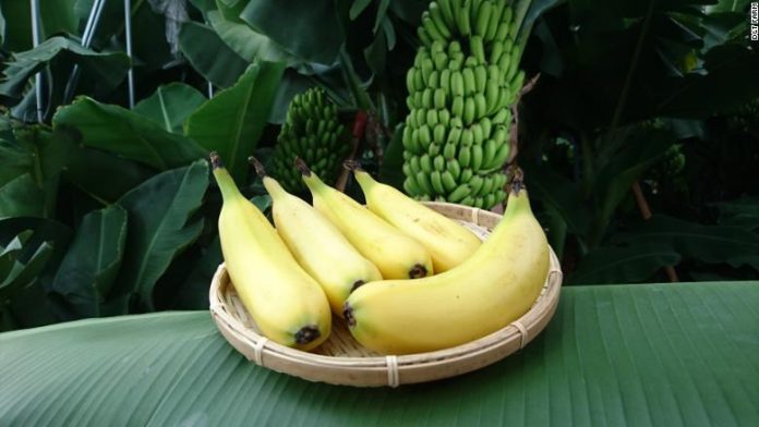 180130152956-mongee-bananas-2-780x439.jpg