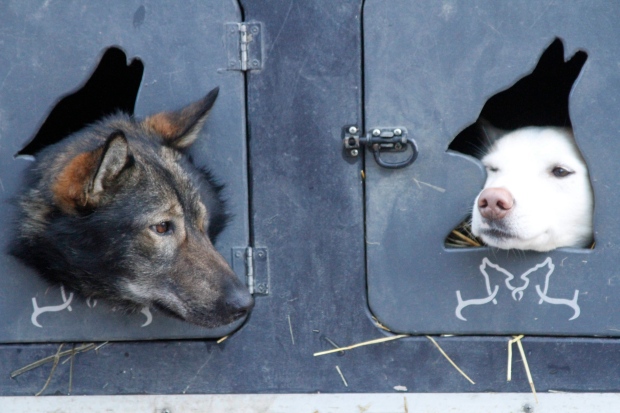 Iditarod