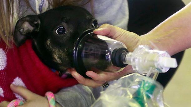 An oxygen mask is demonstrated on Juliet, a pit bull mix, Thursday, March 8, 2018, in Detroit. The Detroit Fire Department is the recipient of more than 800 pet oxygen masks from local groups and companies mobilized to donate close to 300 pet oxygen mask kits - containing the 800-plus masks - after learning about a house fire in which firefighters saved 15 of 17 trapped dogs. Dr. Maddy Lutz, an emergency veterinarian with Advanced Animal Emergency, said: